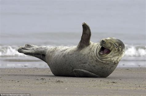 Chuckling Seals That Love To Have A Laugh And Are Bound To Put A Smile