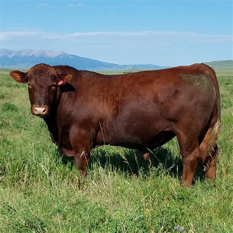 Fischer Red Angus Cattle Breeders Yearling Bulls For Sale