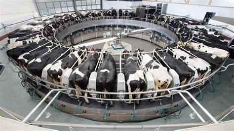 24 7 Milking With A Rotary Milking System