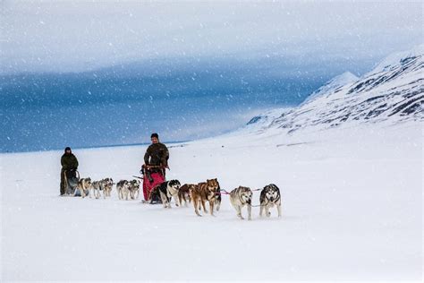 Dog Sled Tours In Alaska Summertime Fun Kenai River Drifters Lodge