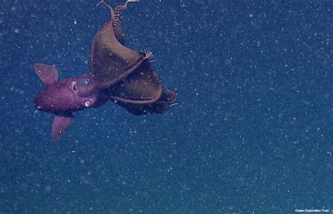 Geography Blog What Are The Vampire Squid And The Vampire Fish