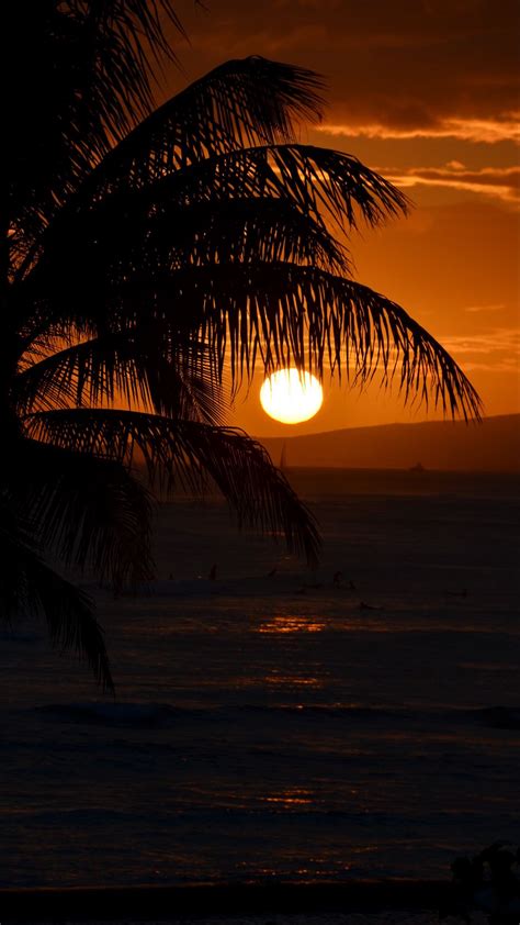 Download Wallpaper 938x1668 Palm Tree Branches Sea Sunset Dark