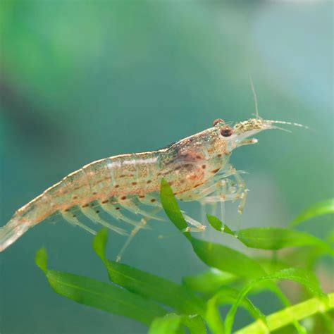 Amano Shrimp Interesting Facts About Breeding Care And Lifespan 2023