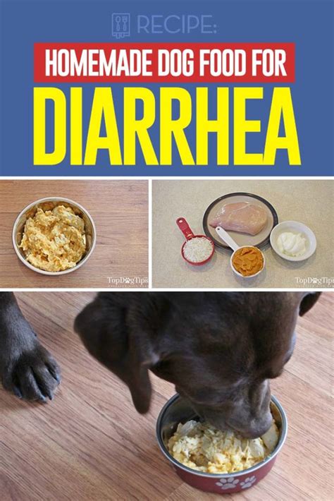 Homemade Dog Food For Diarrhea Recipe Video Instructions