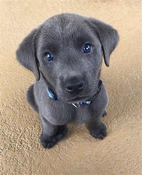 Labrador Retriever Blue Eyes Puppies Cute Animals Cute Puppies Animals
