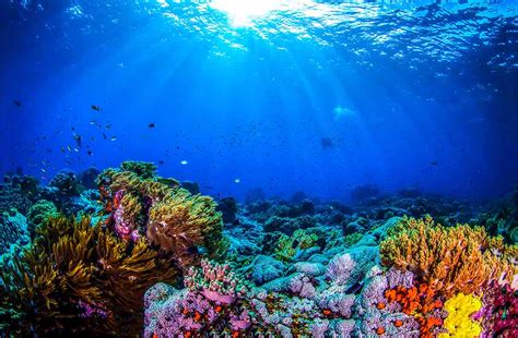 La Importancia De Los Océanos Para El Planeta Fundación Aquae