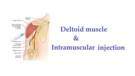 Dissection Deltoid Muscle And Intramuscular Injection Youtube
