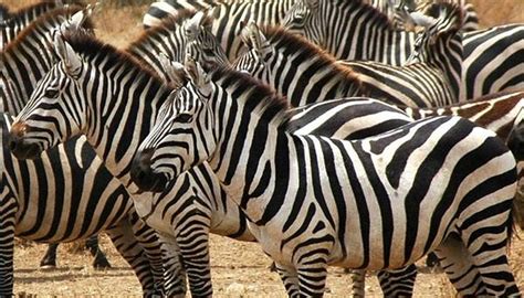 What Does A Zebra Look Like Sciencing