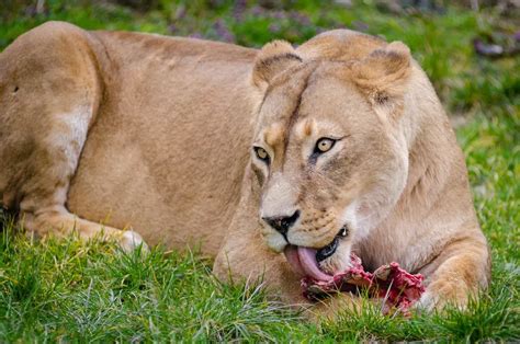 Do Lions Eat Fish In The Wild Nature Blog Network