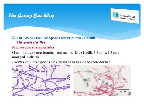 Ppt Gram Positive Bacilli Powerpoint Presentation Free