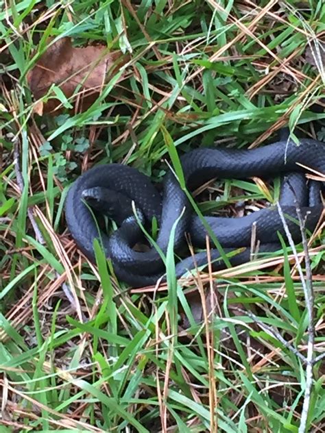 What do i do, newgrounds? Need help Identifying snake found in backyard near ...