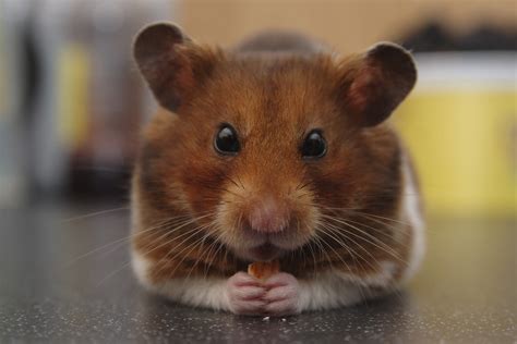 Breeding Hamsters What You Need To Know About Hamster Reproduction
