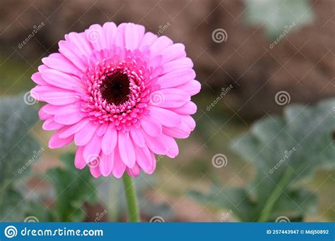 Pink Colored Gerbera Flower On Farm Stock Image Image Of Glasshouse