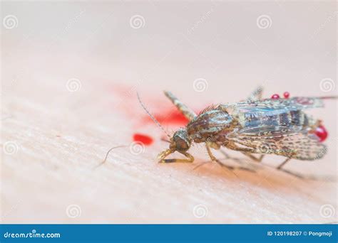 Macro Of Smashed Mosquito Aedes Aegypti To Died Stock Image Image