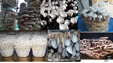 How To Start Mushroom Farming Business And Why It Can Be Blessing