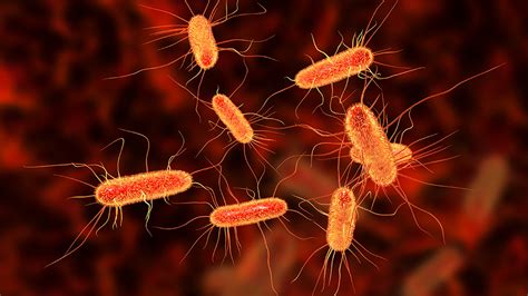 E Coli Outbreak In Kentucky Sickens Nearly 50 People Health Officials