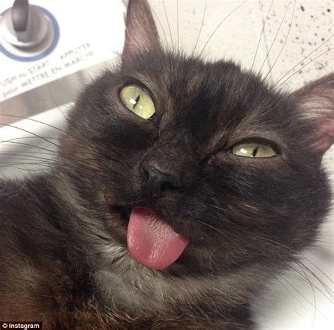 Mr Magoo The Cat Who Cant Stop Sticking Out His Tongue Becomes
