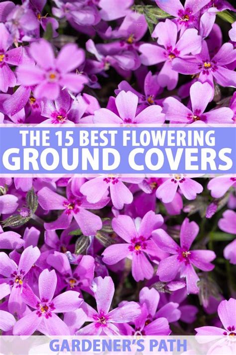 The 15 Best Flowering Ground Covers For Yard Gardeners Path