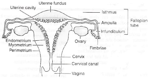 Draw A Labelled Diagram Of The Human Female Reproductive System