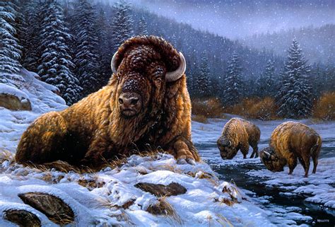 Animal American Bison Hd Wallpaper By Rosemary Millette