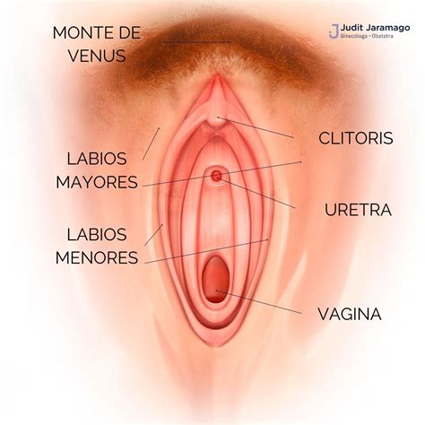 Herida Voluntario Realce Monte De Venus Anatomia Cuarto Elegante Formaci N