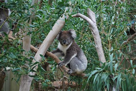 Koala Bear Pictures Download Free Images On Unsplash