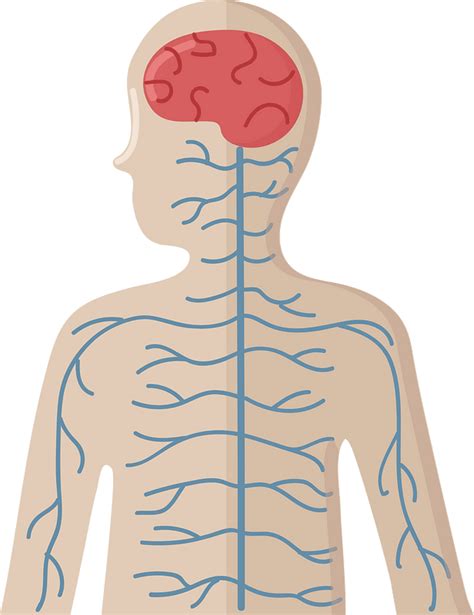 Nervous System Clipart