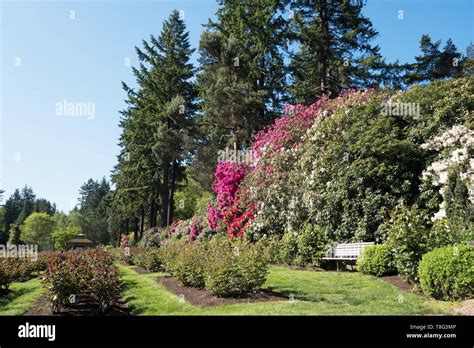 International Rose Test Garden In Portland Oregon Usa Stock Photo Alamy