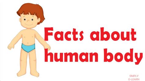 Human Body Facts For Kids Children Facts About Human Body Simply