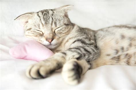 Smiling Cat Sleep On The Bed Royalty Free Stock Images Image 36233329
