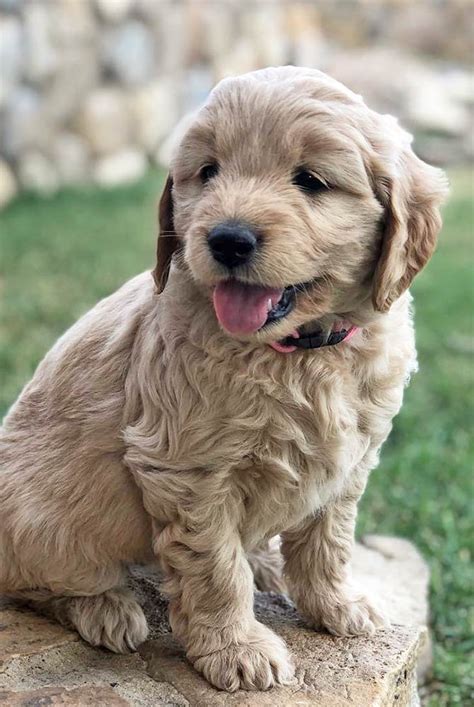 Dog breeder contest is a cool simulation game in which you'll be able to take care of three different dogs. Puppy Info - Utah Goldendoodle Breeders | Goldendoodle Express