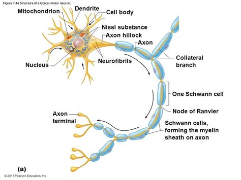 structure of a typical motor neuron