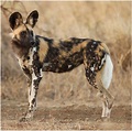 African Wild Dog - Facts, Pictures, Rescue, Life Span, Temperament ...