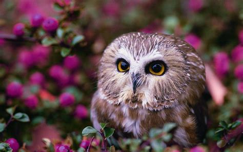 Cute Summer Owl Wallpapers Top Free Cute Summer Owl Backgrounds