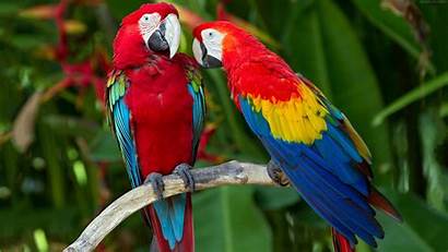 Tropical Birds Wallpapers 4k Mobiles Macaw Parrots