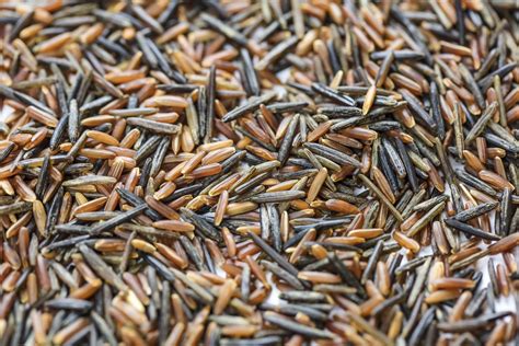 Wild Rice Isnt Actually Rice At All Health Problems News