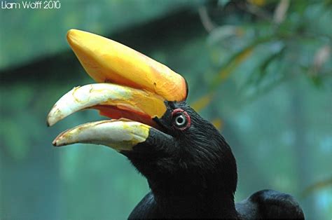 Rhinoceros Hornbill Project Noah