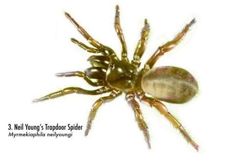 Spiders Of Alabama 58 Spiders You Should Know