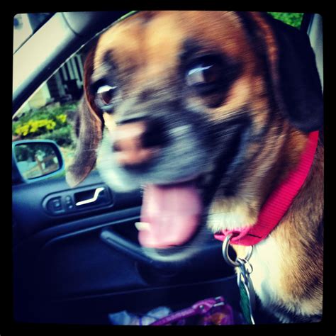 Polly The Queen Of Smiles Puggle Smile Queen Laughing
