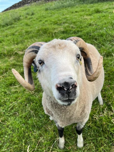 Shetland Gimmers Ewes And Shearling Rams For Sale Shetland Sheep Society