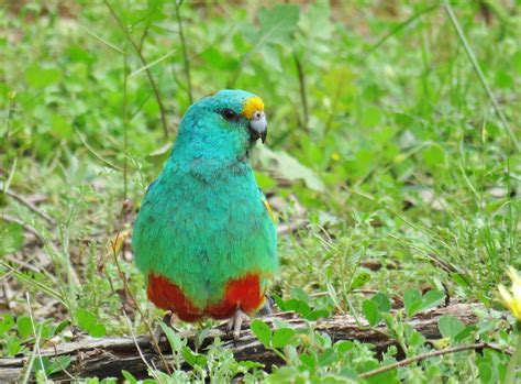 Pin On Australian Parrots