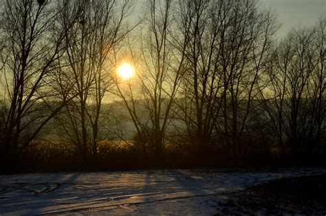 Free Images Landscape Tree Nature Forest Branch Snow Cold