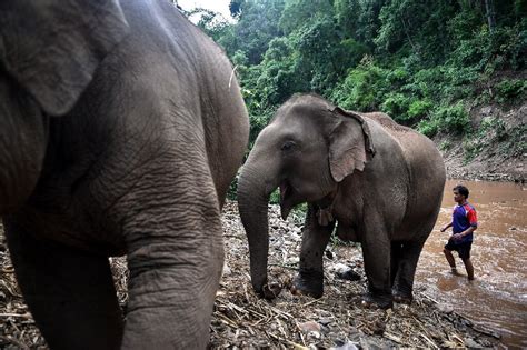 Thai Elephants Mass Migration To Village Brings New Stress