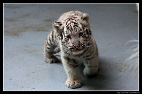 Cute Baby White Tiger Cute Animals Pinterest White