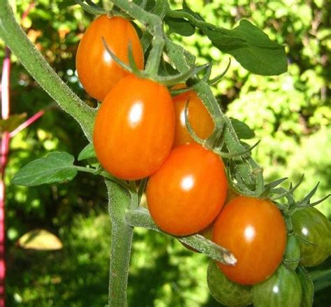 Orange Cherry Tomato Seeds Most Popular Seeds