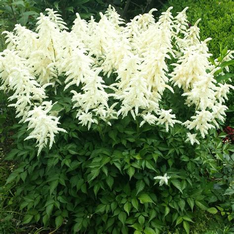 Soft and feathery flowerheads play beautifully against the glossy green, mounding foliage. Astilbe x japonica 'Deutschland', False goatsbeard ...