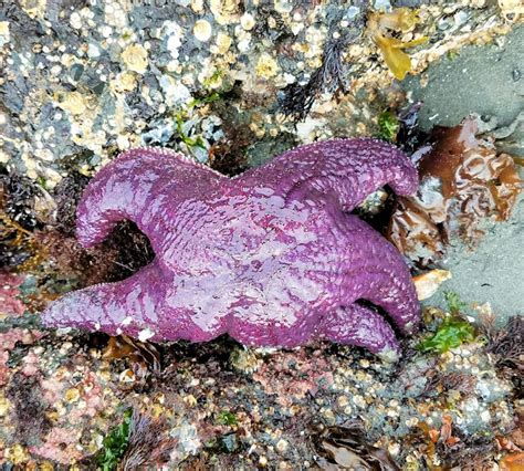 Purple Sea Star Project Noah