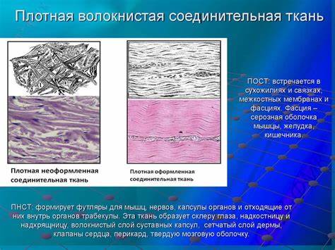 Соединительная ткань диета Основы гистологии. Ткани, виды тканей, соединительная ткань - online Основы гистологии. Ткани, виды тканей, соединительная ткань - online Соединительная ткань диета