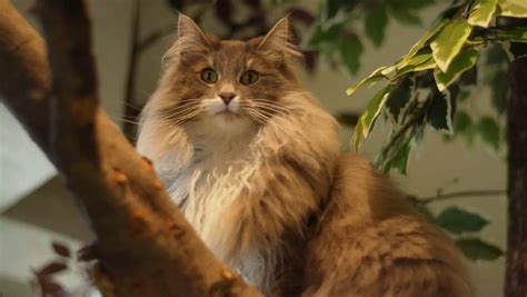 How Much Does A Norwegian Forest Cat Cost