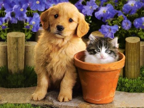 We did not find results for: Kittens and Puppies Wallpaper Desktop - WallpaperSafari